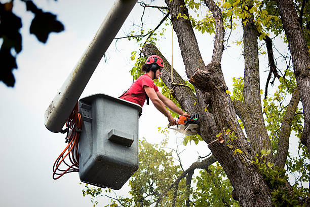 How Our Tree Care Process Works  in  Belleville, KS